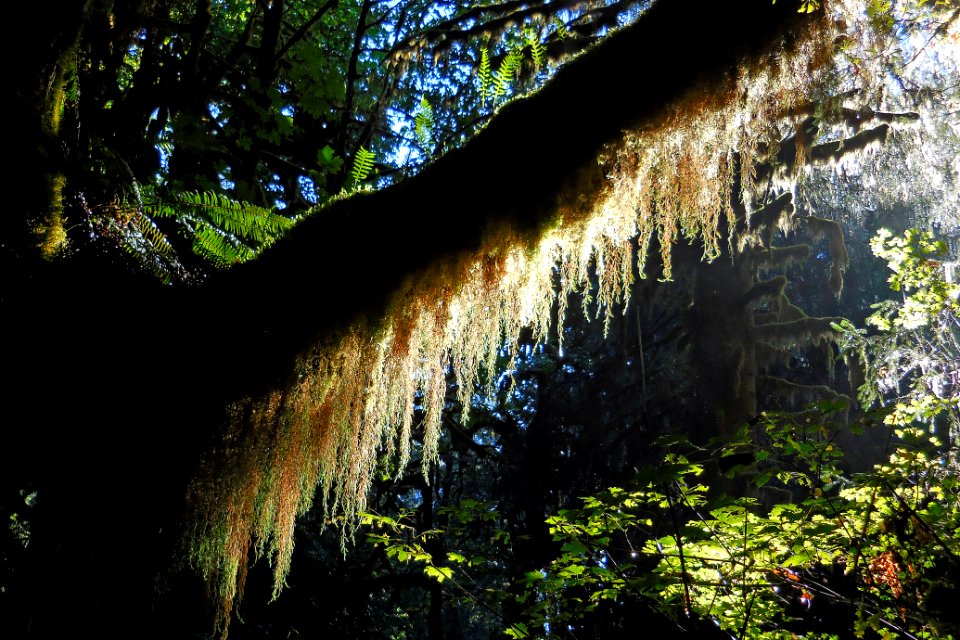 Hoh lichen moss tree cbubar