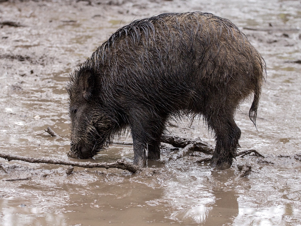 Wild boars forest wild boar
