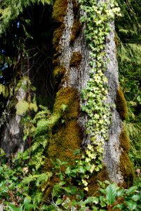 tree trunk growing mossy ferns quinault rainforest c bubar march 05 2015
