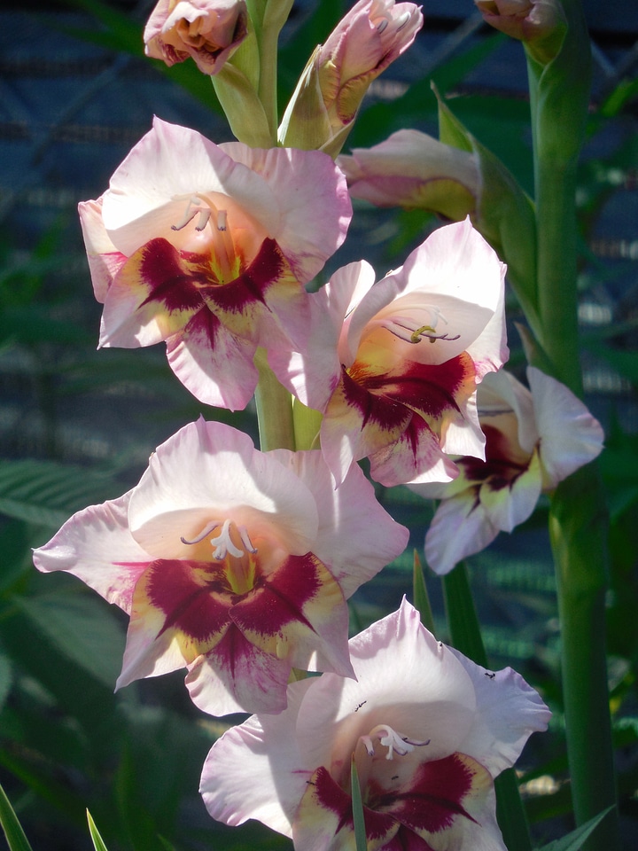 Gladiolus gladioli garden