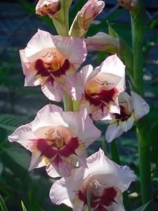 Gladiolus gladioli garden photo