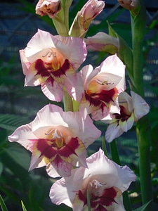 Gladiolus gladioli garden