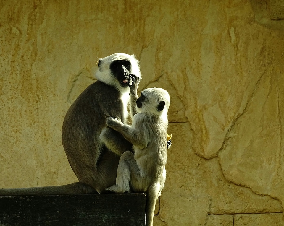 Mother and child cute zoo