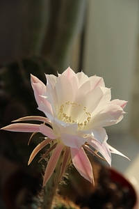 Bloom indoor plant in a pot photo