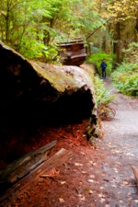 Hoh fallen tree visitor cbubar