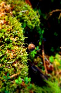 mushroom small hoh rainforest r mckenna march 2015 photo