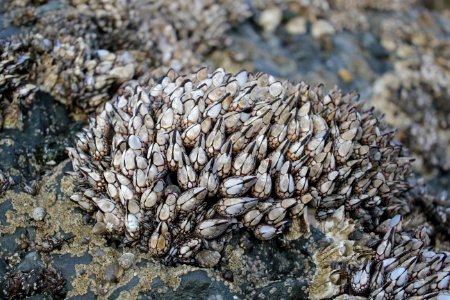 gooseneck barnacles tidepools ruby beach coast d archuleta march 04 2015