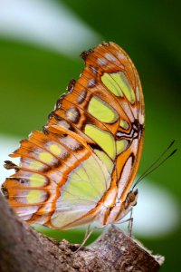 Schmetterlinge im Maxipark Hamm