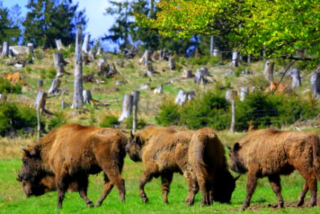 Sauerland im   Mai 2015