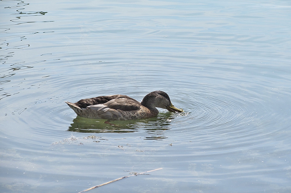 Mallard water bird duck bird photo