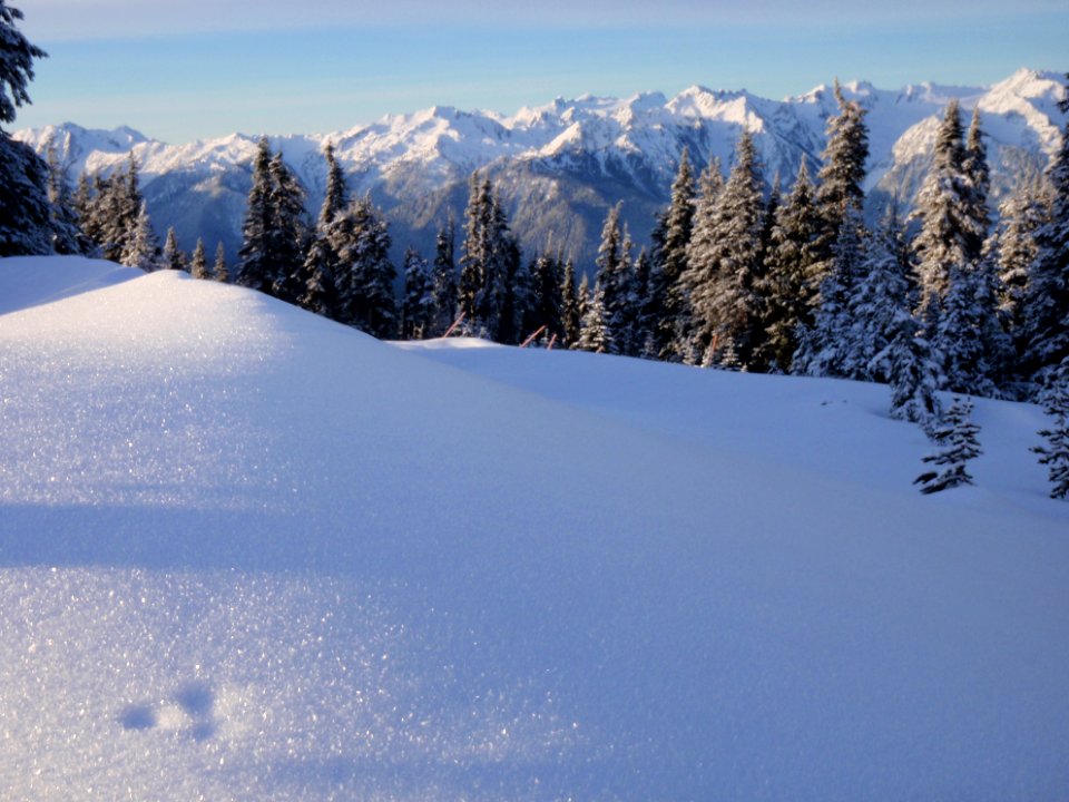 snow Hurricane ridge sparkle winter