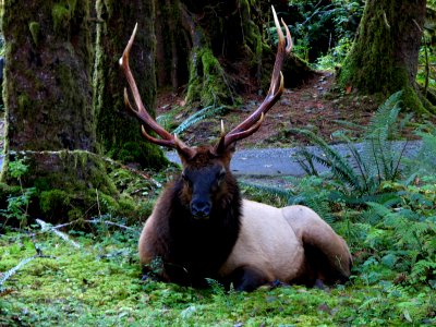 elk bull lying down frontal antlers ssheltren photo