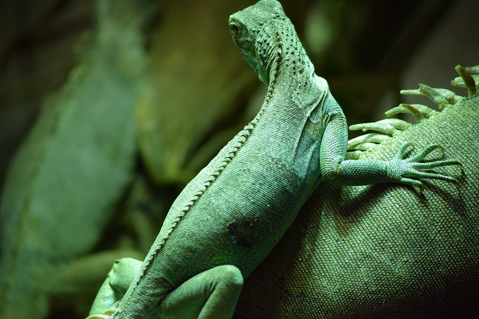 Animal reptile italy