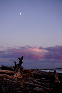 driftwood logs moon sunset rialto beach d archuleta 2015