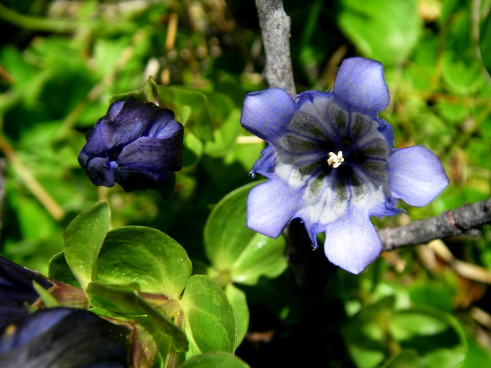 gentian flower alpine BBaccus NPS photo 2009
