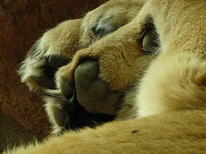 Lion paw Free photos