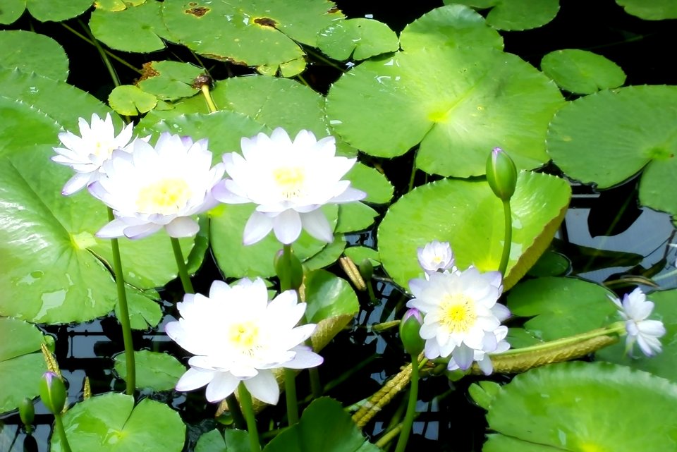 Botanischer Garten Bonn im Juli 2014