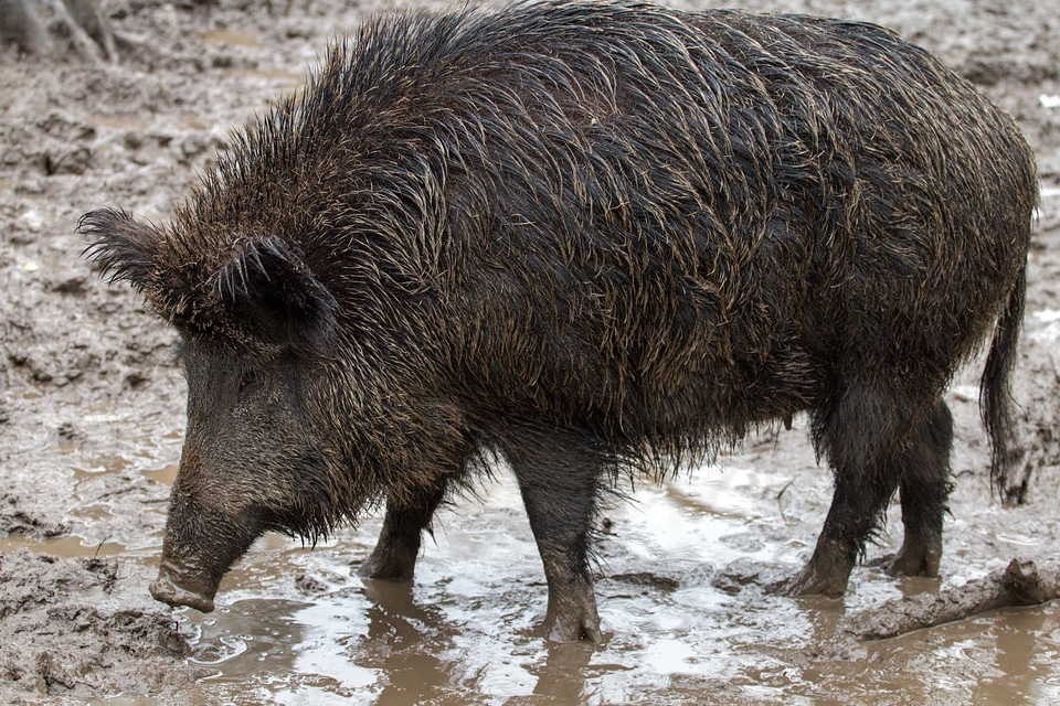Wild boars forest wild boar