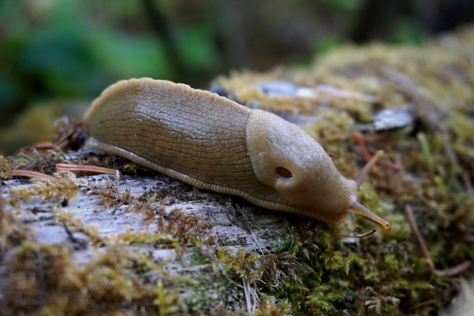 slug animal banana coast critter d archuleta 2015