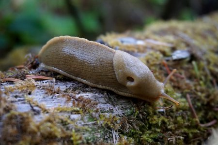 slug animal banana coast critter d archuleta 2015