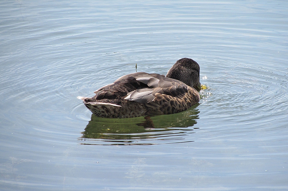 Mallard water bird duck bird