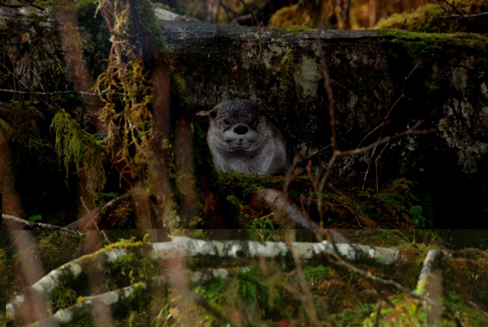 animals mammal river otters face Hoh NPS Photoj preston