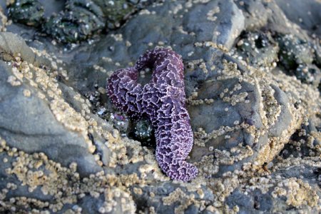 three armed ochre seastar ruby beach tidepools coast d archuleta march 04 2015