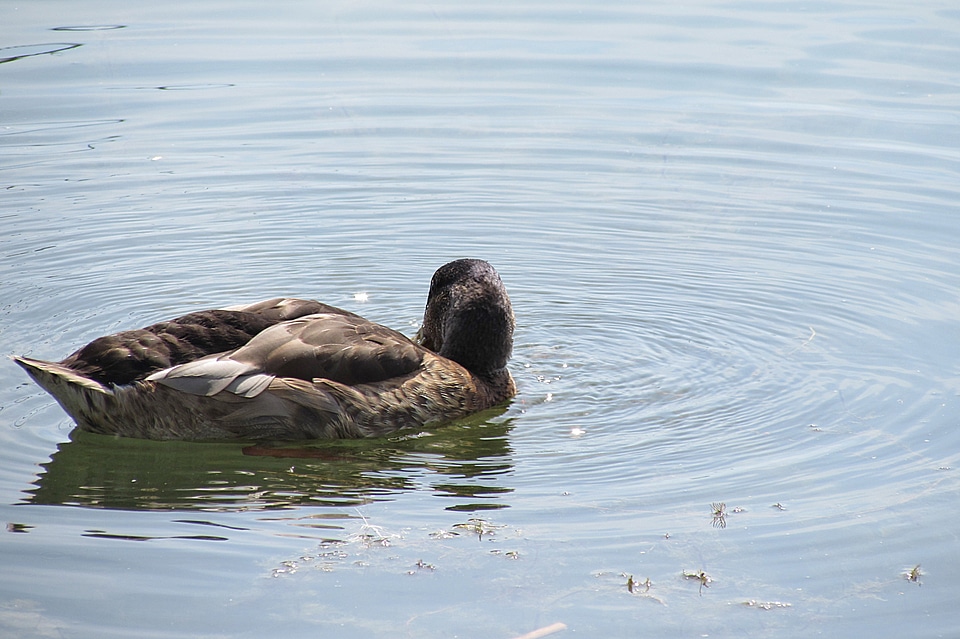 Mallard water bird duck bird