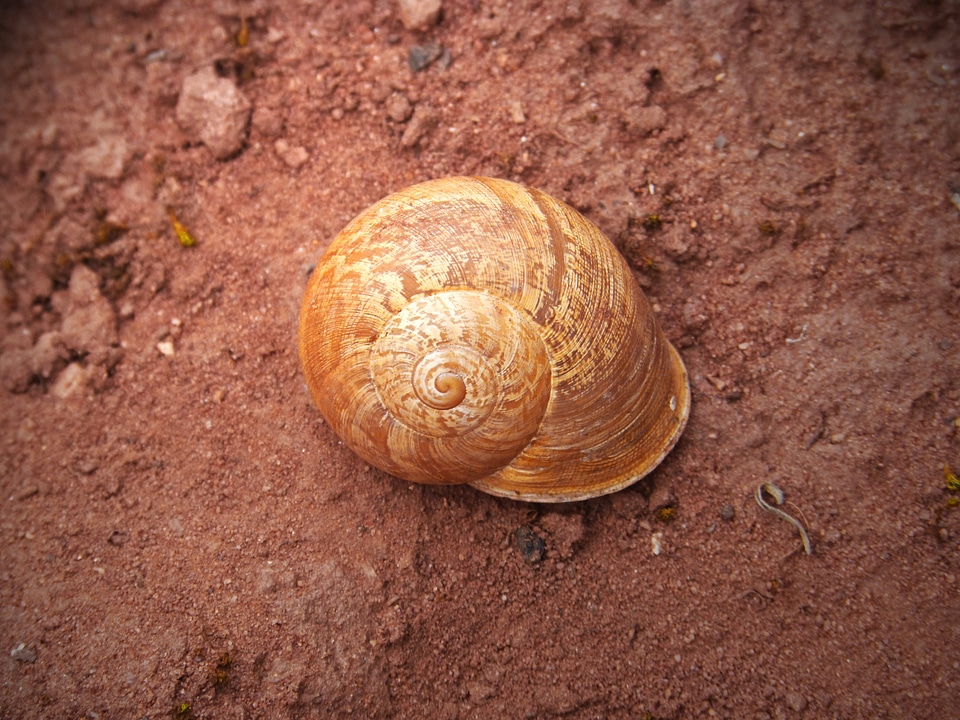Snail spiral forest