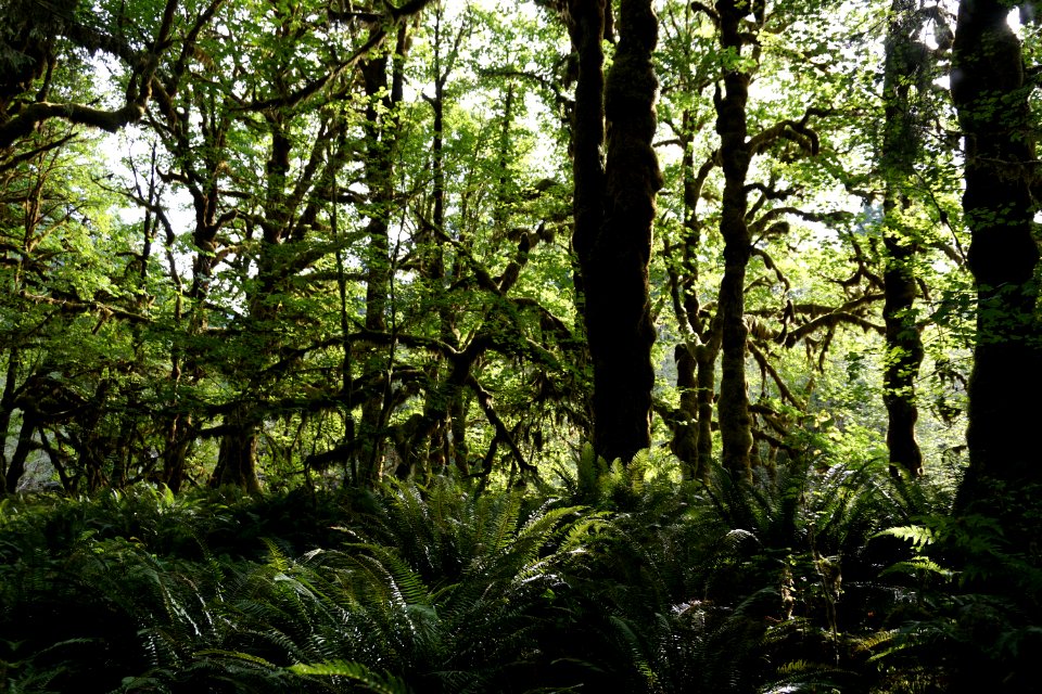 green trees mossy rainforest quinault graves creek nature trail d archuleta 2015