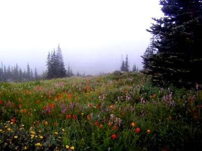 Wildflowers in the High Country