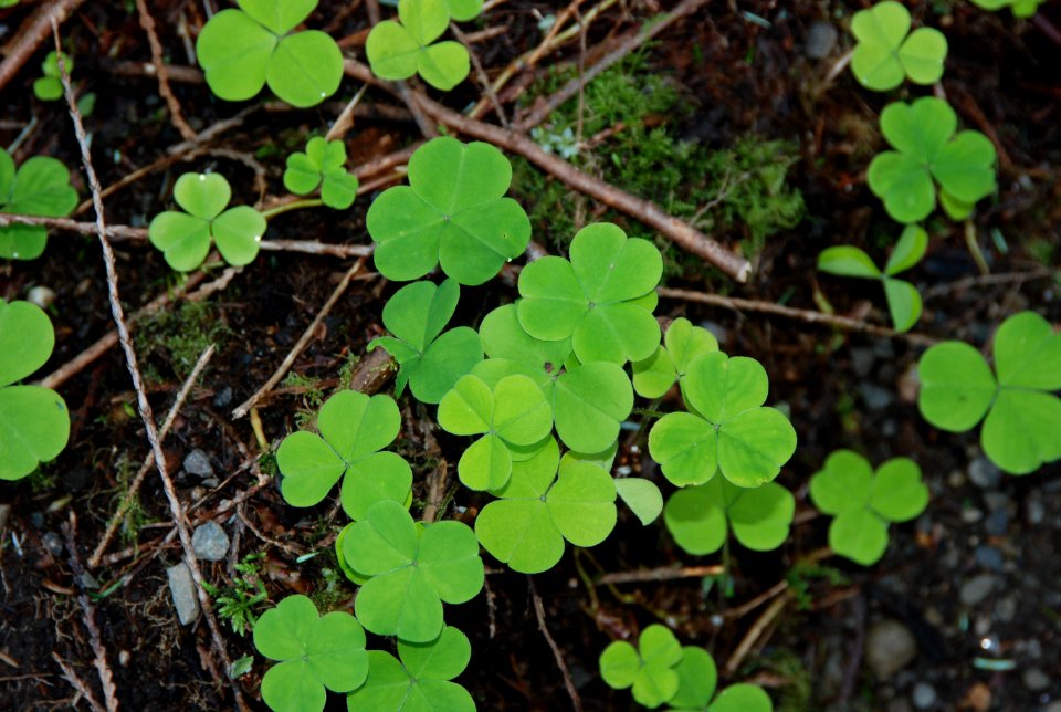 clovers forest floor quianult c bubar march 05 2015