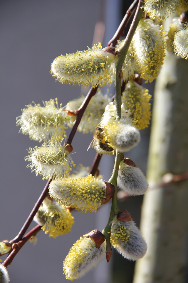 Willow catkin blossom bloom
