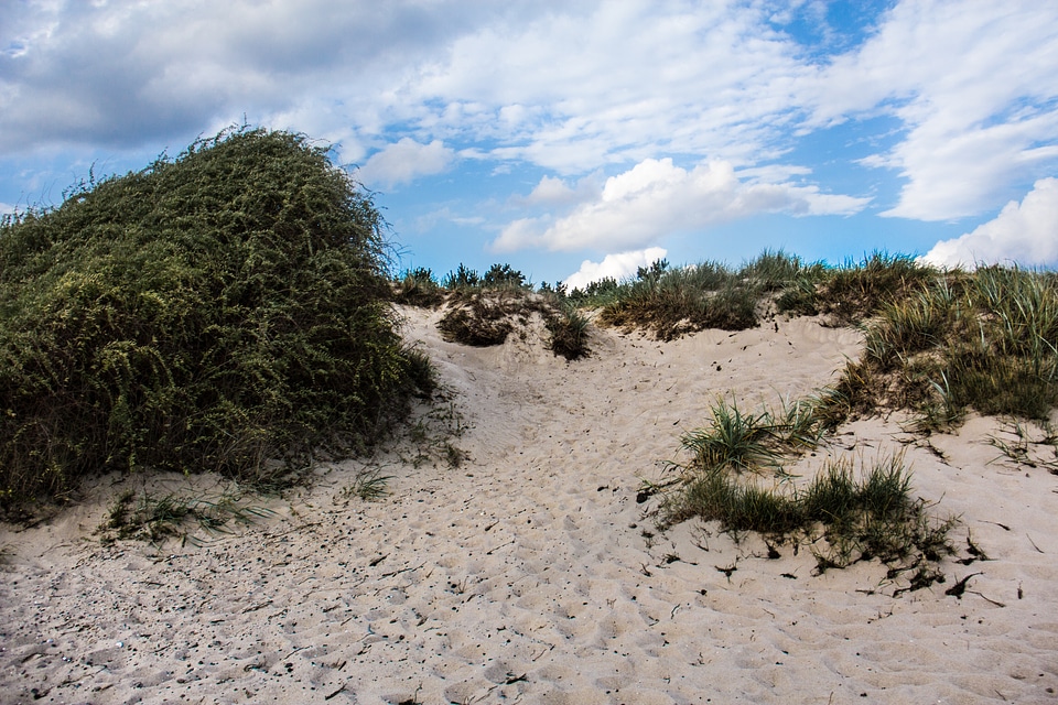 Dune grass nature sky
