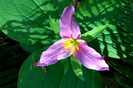 pink trillium flower plant cbubar