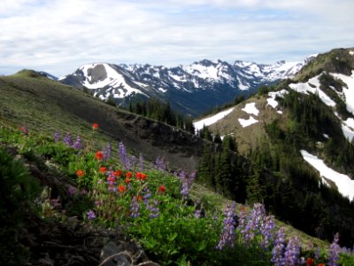 flowers mountain scenic BBaccus photo