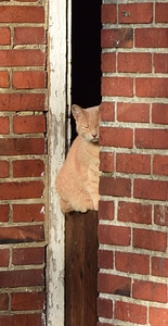 Animal domestic cat pet