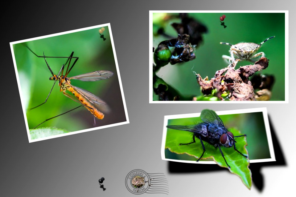 composition insectes - divers 2