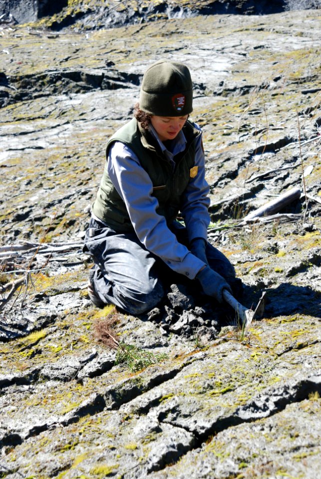 Elwha river revegetation people rangers working research NPS Photo