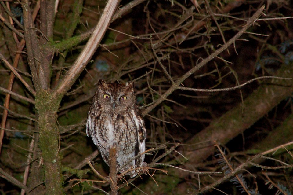 animals birds barred owls Hoh NPS Photo j Preston (2)