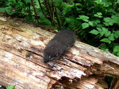 animal mammal Mountain Beaver Hoh NPS PhotoJuly 11, 2006