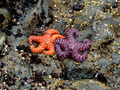 ochre starfish seastar marine life tidepool NPS Photo