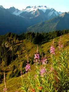 fireweed Alpine wildflowers pink scenic mountains summer NPS Photo 2001