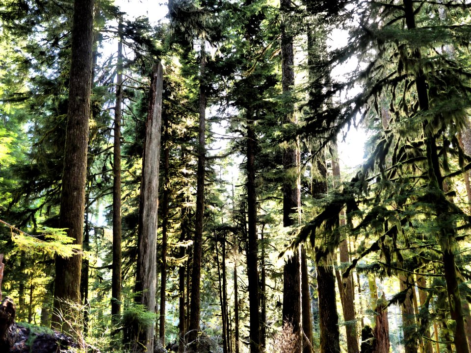 forest canopy sol duc scenic r mckenna march 04 2015