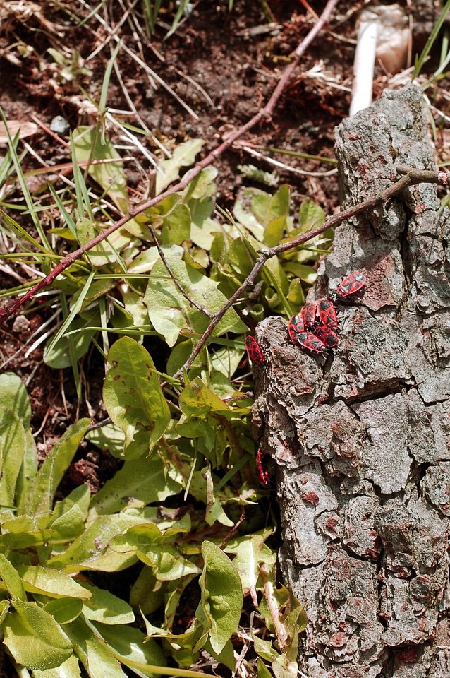 Red beetle bug