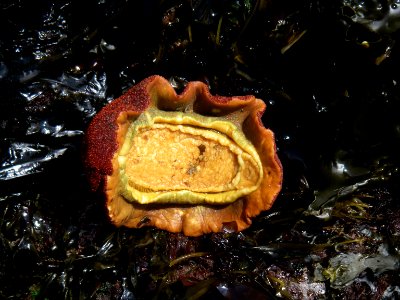 Giant Gumboot Chiton tidepool NPS Photo