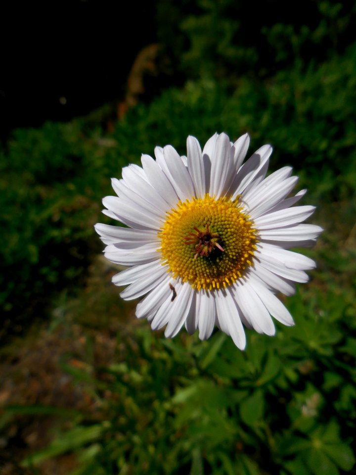 white daisy stigmas alpine wildflower summer c bubar june 15 2014