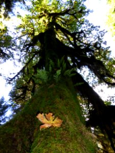 Hoh rainforest tall tree leaves fall cbubar 2015