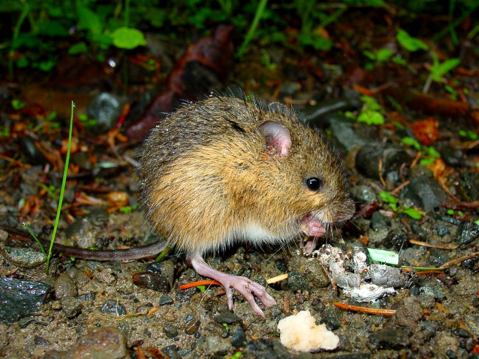Animals Mammals Jumping Mouse Hoh NPS Photo Preston 06-01-2003 (28)