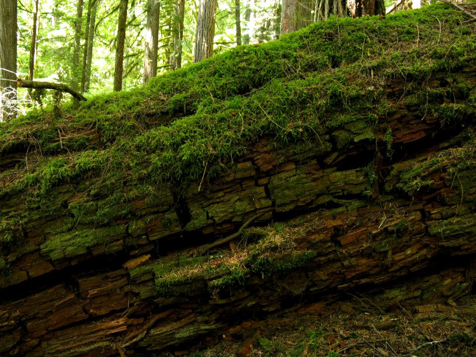 moss log decomposition NPS Photo
